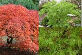 Klon palmowy Dissectum Acer palmatum C7,5