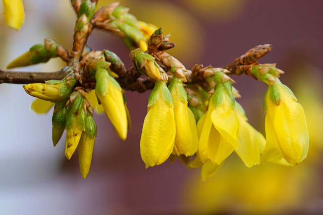 Forsycja Maluch Forsythia P9