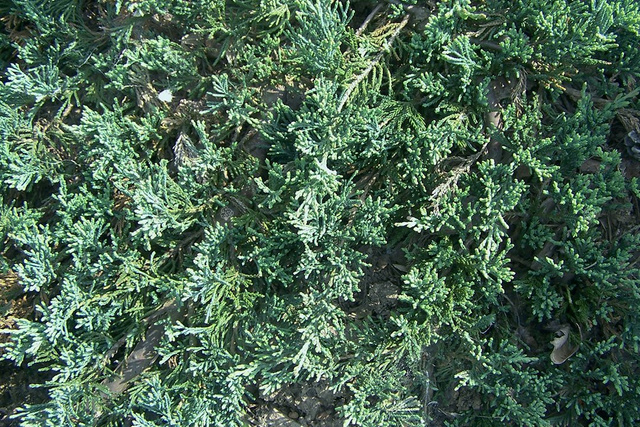 Jałowiec płożący Wiltonii Juniperus horizontalis C2