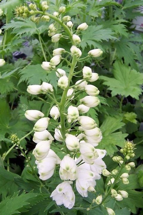 Ostróżka ogrodowa Magic Fountains White Delphinium cultorum C2