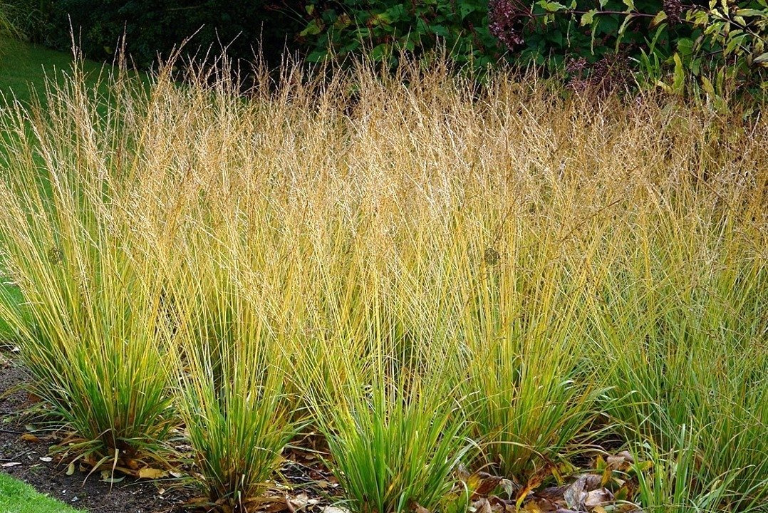 Trzęślica modra Heidebraut Molinia caerulea C3
