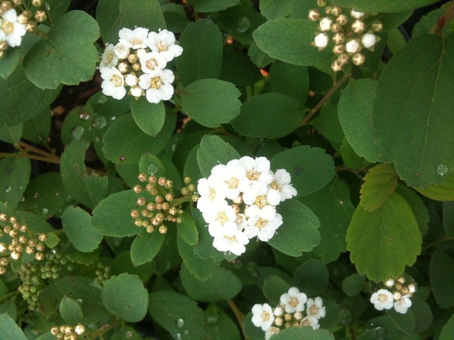 Tawuła brzozolistna Tor Spiraea betulifolia P9