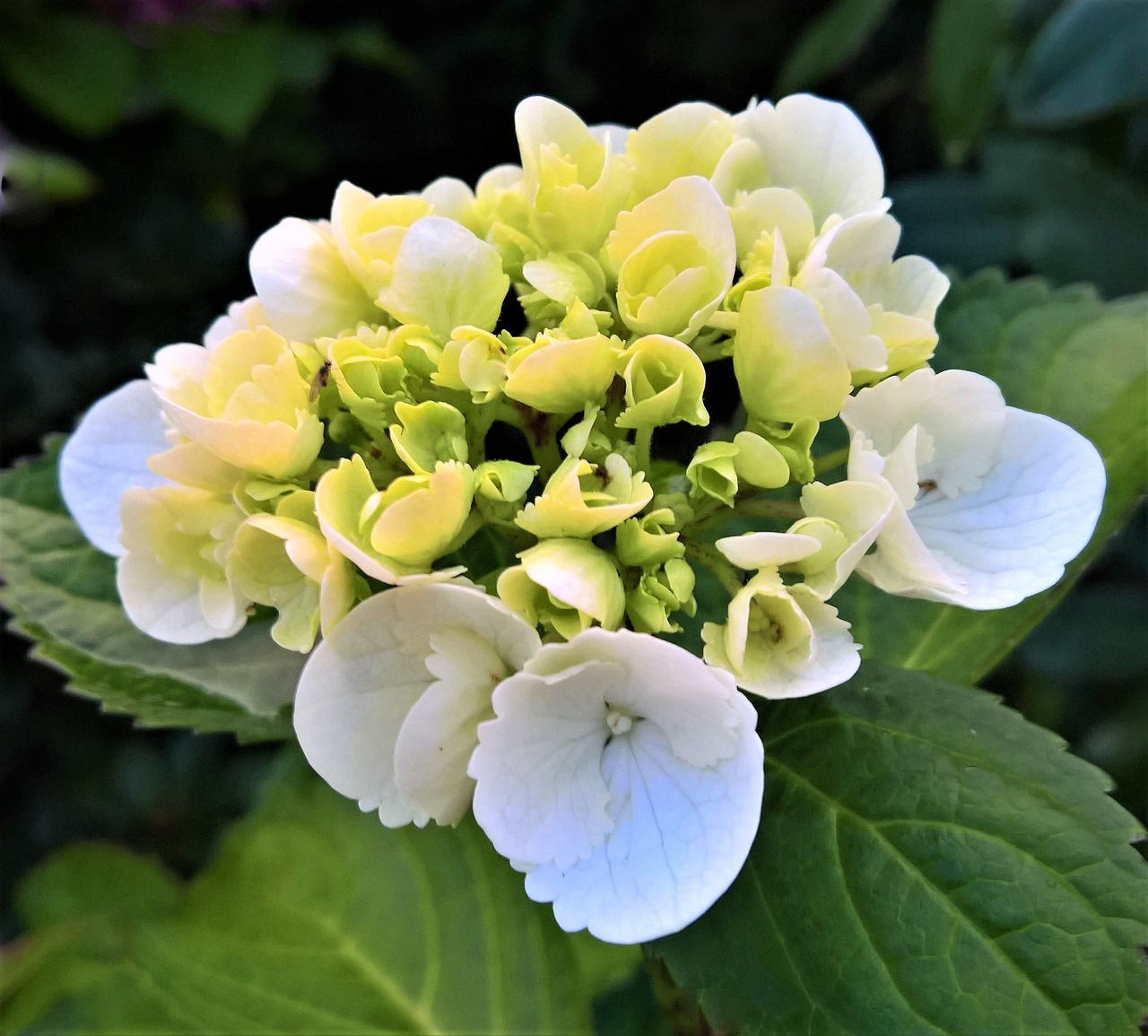 Hortensja ogrodowa Pax Hydrangea macrophylla P9