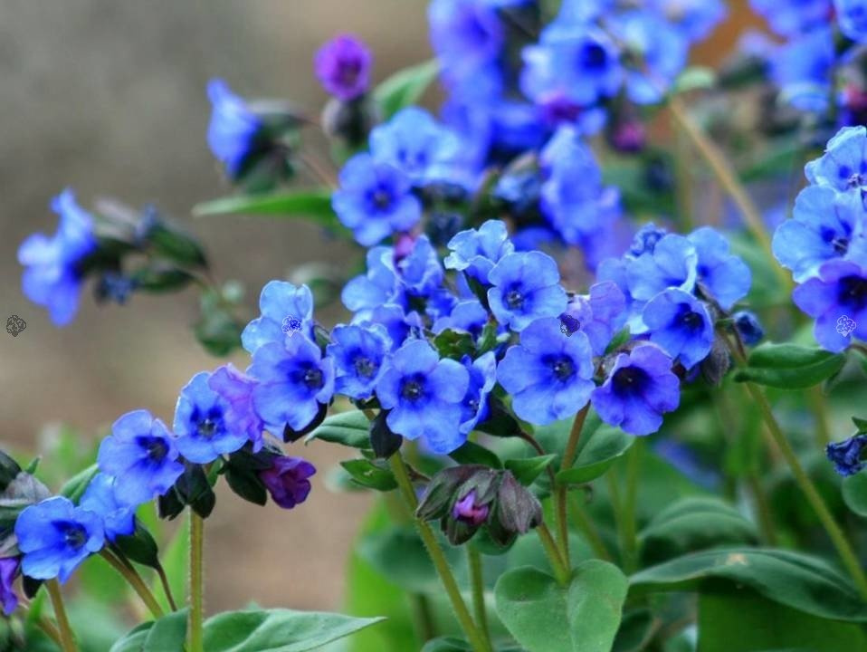 Miodunka Blue Ensign Pulmonaria hybrida P9