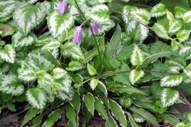 Funkia Stiletto Hosta P9