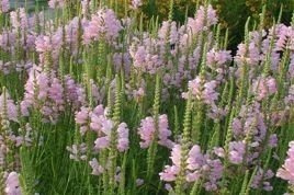 Odętka wirginijska Bouquet Rose Physostegia virginiana P9