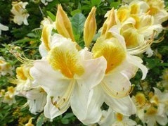 Azalia wielkokwiatowa Toucan Rhododendron (Knaphill-Exbury) C4