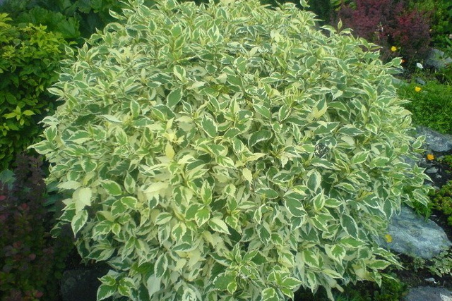Dereń biały Elegantissima Cornus alba P9