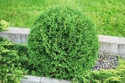 Tuja Woodwardii Thuja occidentalis C2