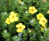 Pięciornik krzewiasty Klondike Potentilla fruticosa C2