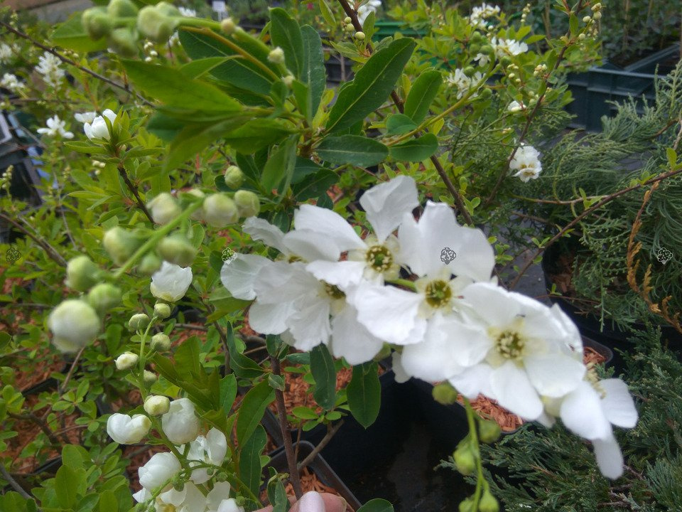 Obiela The Bride Exochorda macrantha P9