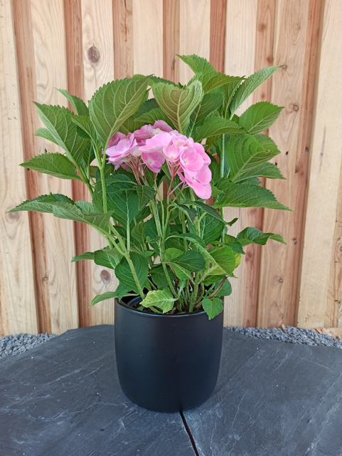 Hortensja ogrodowa Bodensee Hydrangea macrophylla C2