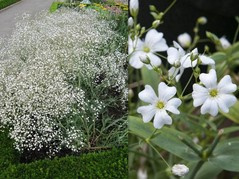 Gipsówka wiechowata Bristol Fairy Gypsophila paniculata C2