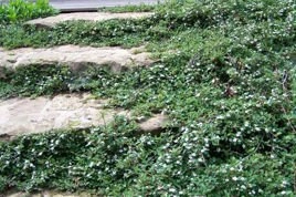 Irga płożąca Dammera Major Cotoneaster dammeri P9
