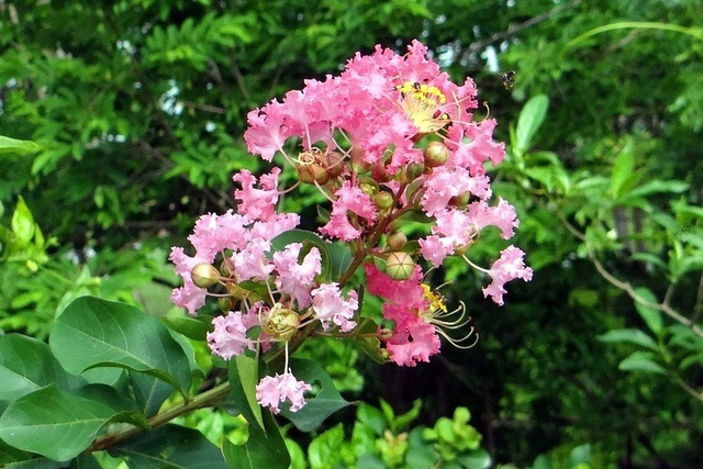 Lagerstroemia indyjska różowa Petite Pink Lagerstroemia indica P9