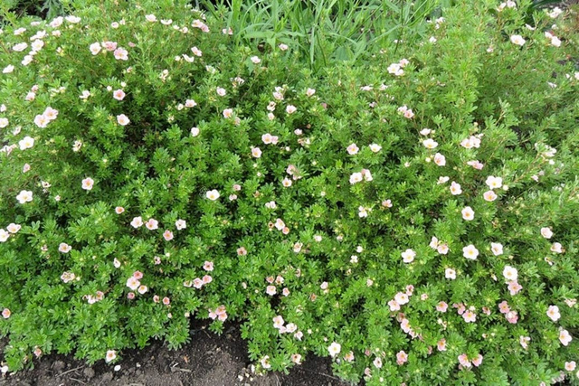 Pięciornik krzewiasty Princess Blink Potentilla fruticosa C2