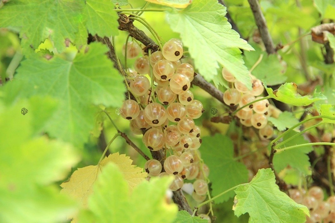 Porzeczka biała Biala z Juterbog Ribes niveum C2