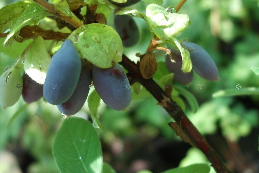 Jagoda kamczacka Duet Lonicera caerulea var. kamtschatica C2