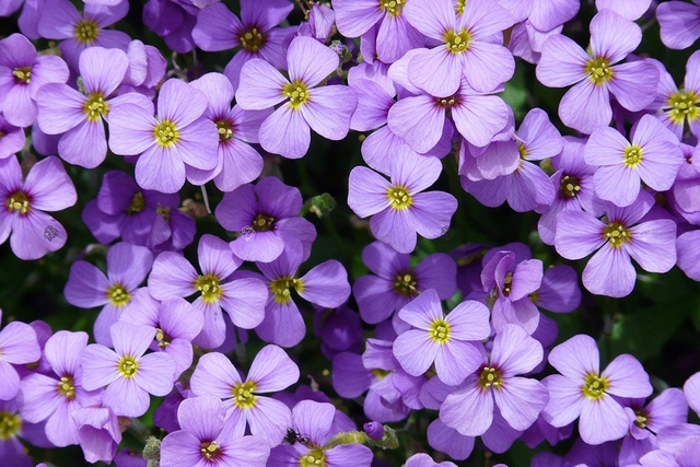 Żagwin ogrodowy Aubrieta cultorum P9