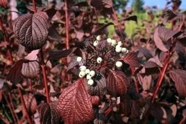 Dereń biały Siberian Pearls Cornus alba C3