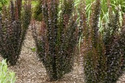 Berberys Thunberga Helmond Pillar Berberis thunbergii C2