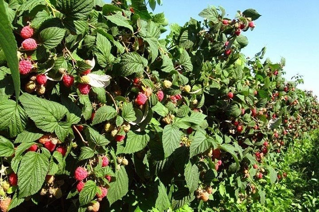 Malina Glen Ample Rubus idaeus C2