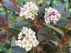 Pęcherznica kalinolistna Little Joker PBR Physocarpus opulifolius C2