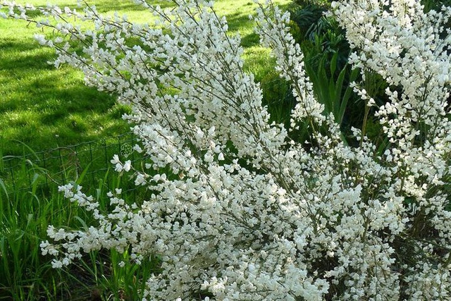 Żarnowiec szczodrzeniec wczesny Albus Cytisus praecox P9