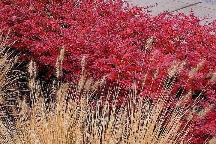 Berberys Thunberga Red Carpet Berberis thunbergii C2