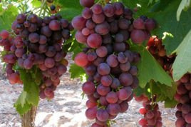 Winorośl Swenson Red Vitis C2