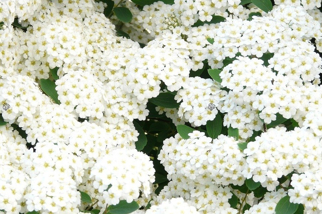 Tawuła brzozolistna Island Spiraea betulifolia P9