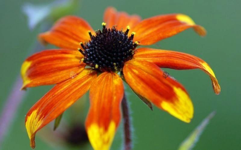 Rudbekia trójklapowa Prairie Glow Rudbeckia triloba C2