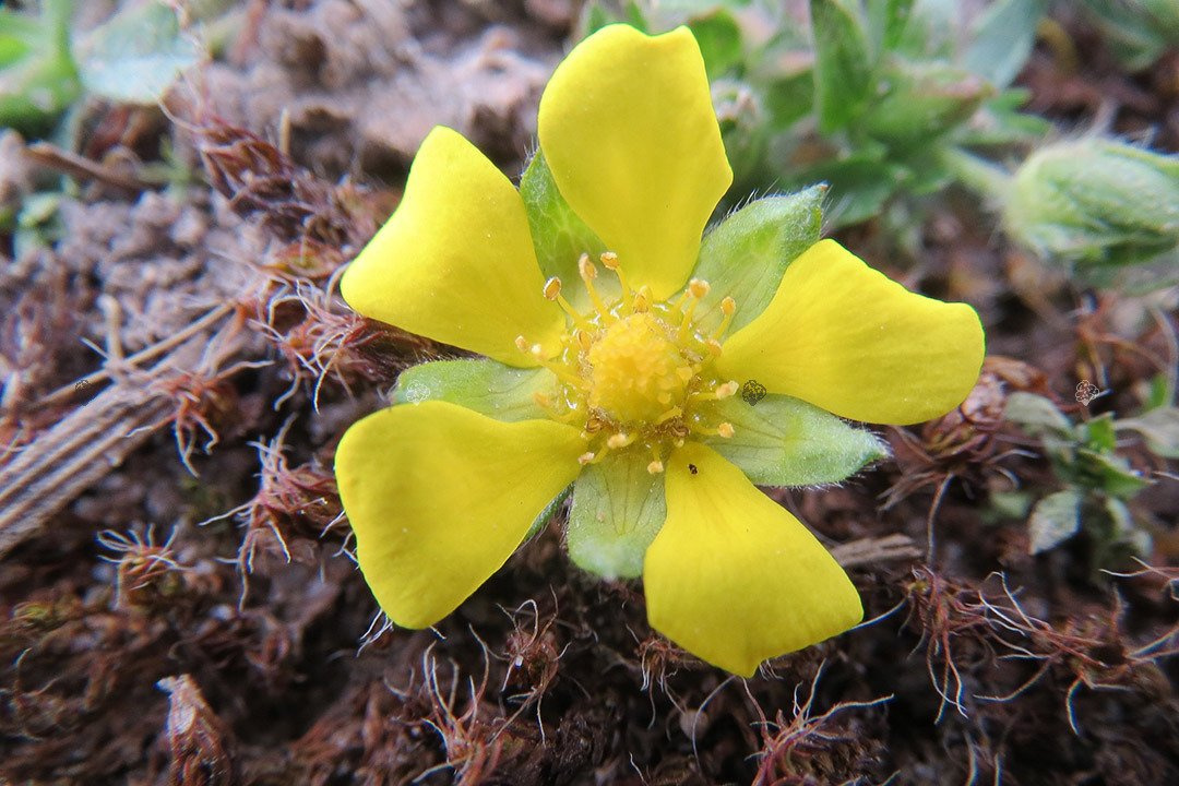 Pięciornik krzewiasty Kobold Potentilla fruticosa P9