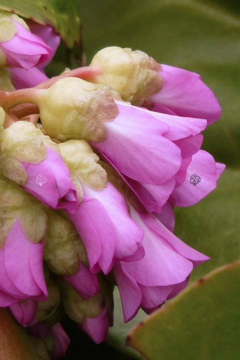 Bergenia orzęsiona Bergenia thysanodes P9