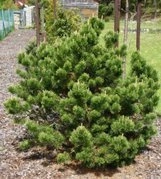 Sosna kosodrzewina Gnom Pinus mugo C5