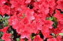 Azalia japońska Fridoline Rhododendron obtusum C2