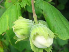 Leszczyna pospolita Barcelonski Corylus avellana C2