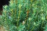 Cis pośredni Hillii Taxus media