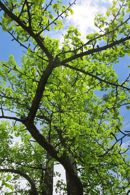 Miłorząb dwuklapowy Ginkgo biloba C5