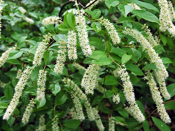 Itea wirginijska Scentlove PBR Itea virginica C2