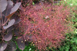 Perukowiec podolski Follis Purpureus Cotinus coggygria C5