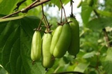 Aktinidia Mini kiwi Dr Szymanowski Actinidia kolomikta C2