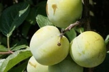 Śliwa Renkloda Ulena Prunus domestica 