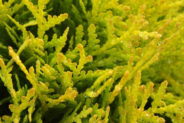 Tuja Amber Glow Thuja occidentalis