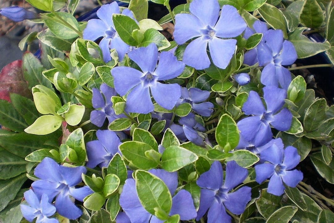 Barwinek większy Variegata Vinca major P9