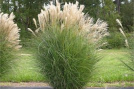 Miskant chiński Gracillimus Miscanthus sinensis C3