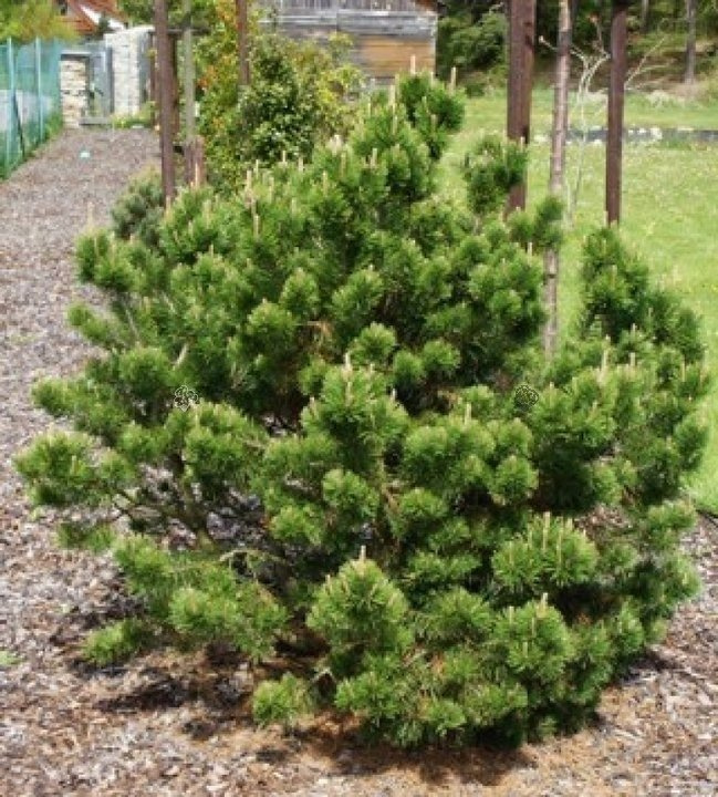 Sosna kosodrzewina Gnom Pinus mugo C5
