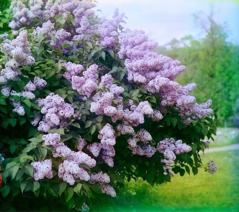 Lilak pospolity Michel Buchner Syringa vulgaris C2