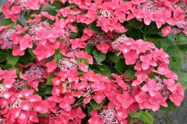 Hortensja ogrodowa Teller Rot Hydrangea macrophylla C3