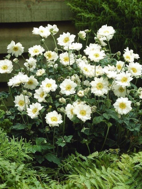 Zawilec mieszańcowy Whirlwind Anemone hybrida P9